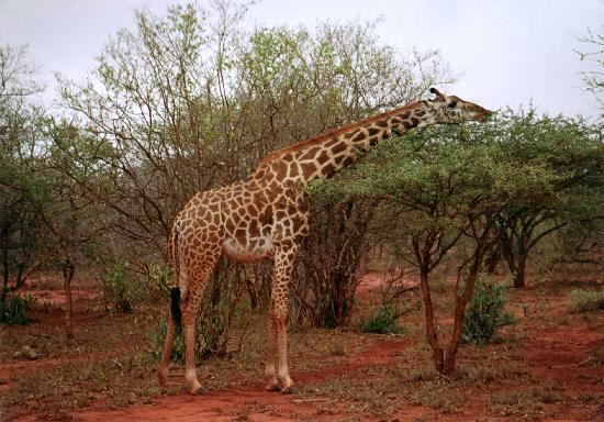 Tsavo National Park - Private